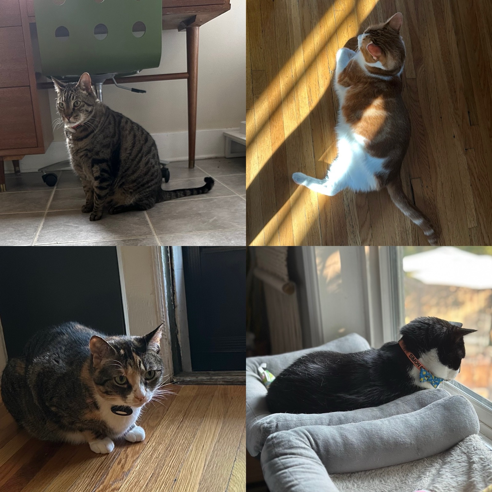 The welcoming committee when we got home: our four cats